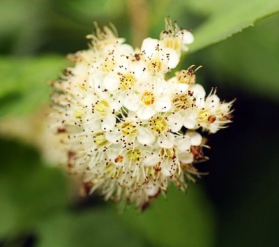 Ninebark (Physocarpus opulifolius)