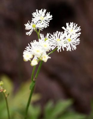Carolina Tassel-Rue (Trautvetteria caroliniensis)