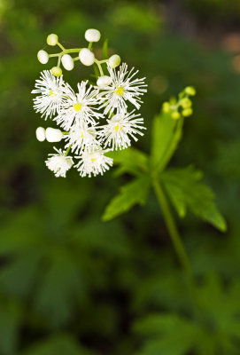 Carolina Tassel-Rue (Trautvetteria caroliniensis)