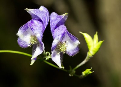 Southern Blue Monkshood (Aconitum uncinatum)