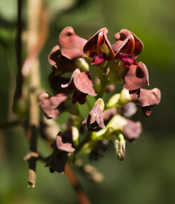 Groundnut (Apios americana)