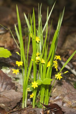 Yellow Star Grass (Hypoxis hirsute)