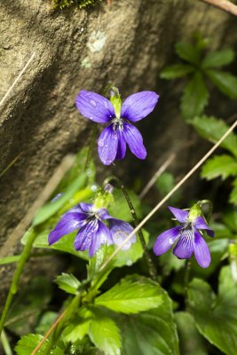 Viola sp.