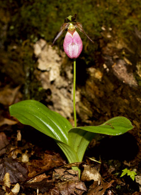 Pink Lady's Slipper (Cypripedium acaule)