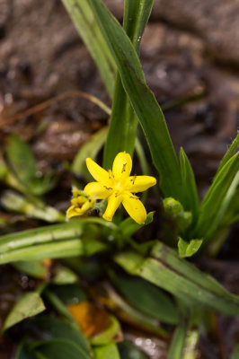 Yellow Star Grass (Hypoxis hirsute)
