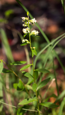 Silverrod (Solidago bicolor)