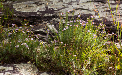 Stiff Aster (Ionactis linariifolia)