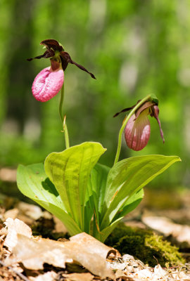 Pink Lady's Slipper (Cypripedium acaule)