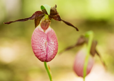 Pink Lady's Slipper (Cypripedium acaule)