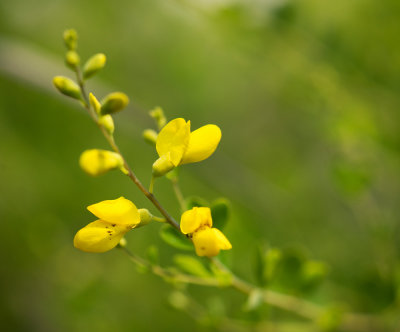 Yellow Wild Indigo (Baptisia tinctoria)