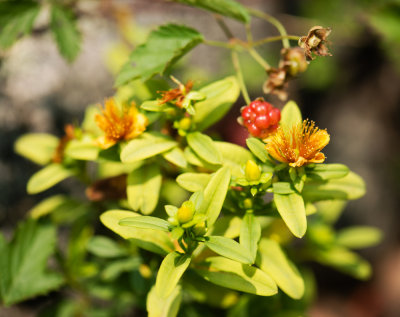 Hypericum sp.