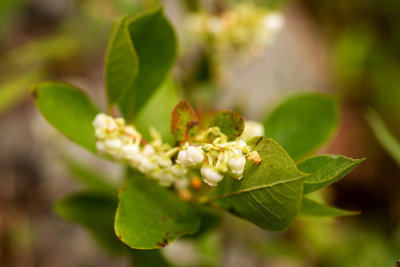 Maleberry (Lyonia ligustrina)