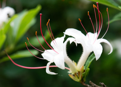 Sweet Azalea (Rhododendron arborescens)