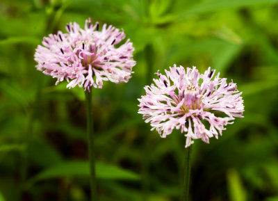 Barbara's Buttons (Marshallia pulchra)