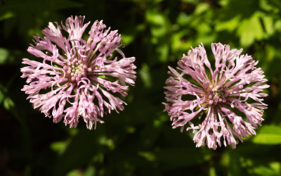 Barbara's Buttons (Marshallia pulchra)