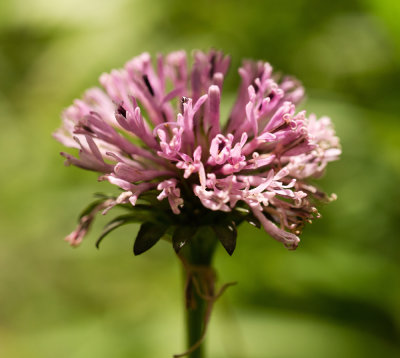 Barbara's Buttons (Marshallia pulchra)