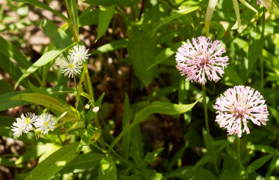 Marshallia and Trautvetteria
