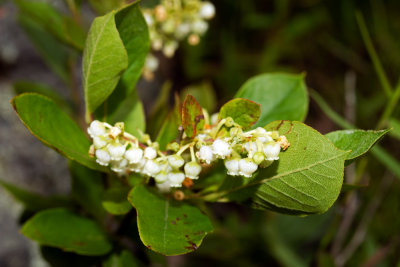 Maleberry (Lyonia ligustrina)