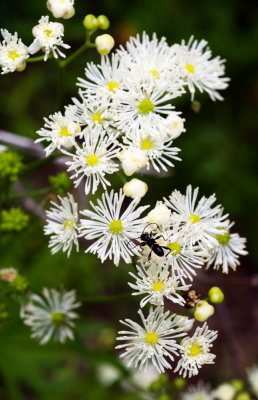 Carolina Tassel-Rue (Trautvetteria caroliniensis)