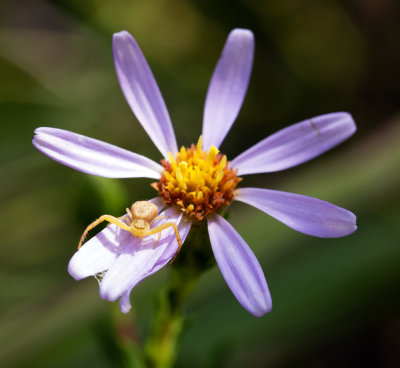 Stiff Aster (Ionactis linariifolia)