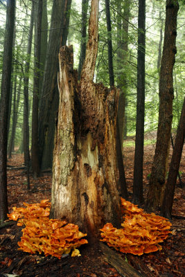 Hen-of-the-Woods (Grifola frondosa)