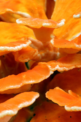 Hen-of-the-Woods (Grifola frondosa)