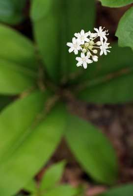 White Clintonia (Clintonia umbellulata)