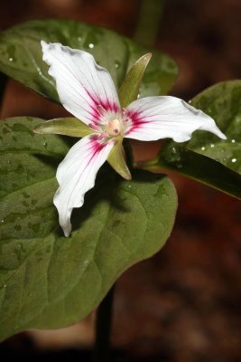 Painted Trillium (Trillium undulatum)