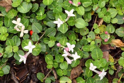 Partridge Berry (Mitchella repens)