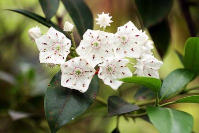 Mountain Laurel (Kalmia latifolia)
