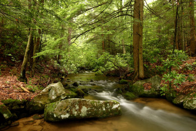 Bear Run