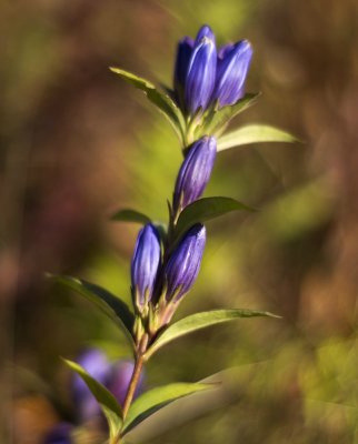 Allegheny Glade Gentian (Gentiana saponaria v. allegheniensis)
