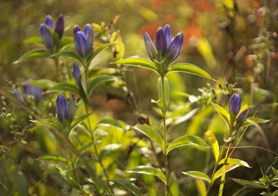 Allegheny Glade Gentian (Gentiana saponaria v. allegheniensis)