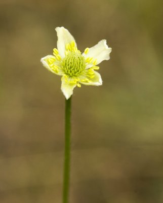 Tall Anemone (Anemone virginiana)