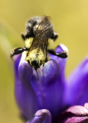 Allegheny Glade Gentian (Gentiana saponaria v. allegheniensis)