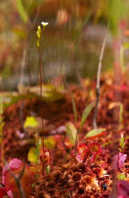 Round-Leaved Sundew (Drosera rotundifolia)