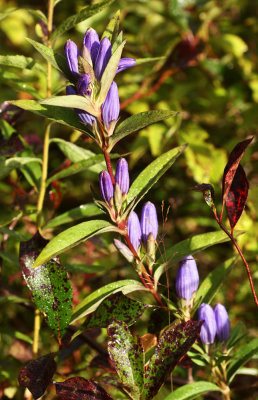 Allegheny Glade Gentian (Gentiana saponaria v. allegheniensis)