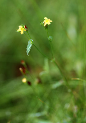 Canada St. John's-Wort (Hypericum canadense)