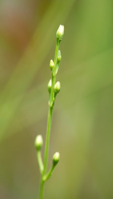 Bartonia virginica 