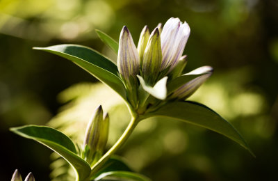 Allegheny Glade Gentian (Gentiana saponaria v. allegheniensis)
