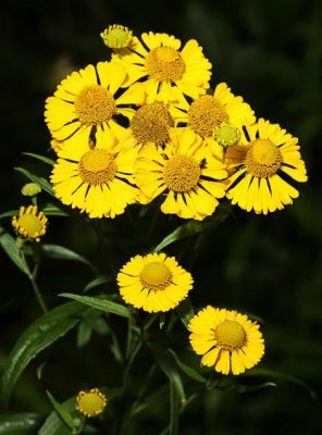 Common Sneezeweed (Helenium autumnale) 