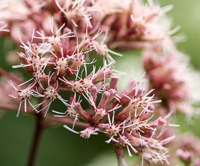 Joe-Pye Weed (Eupatorium purpurem)