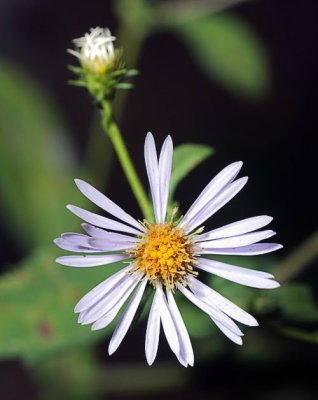 Aster sp.