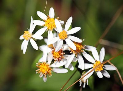 Aster sp.