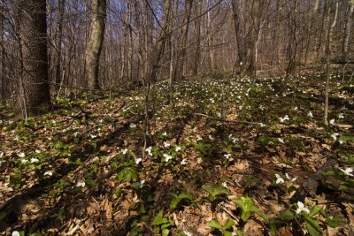 Trillium grandiflorum
