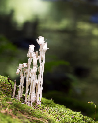 Indian Pipe (Monotropa uniflora)