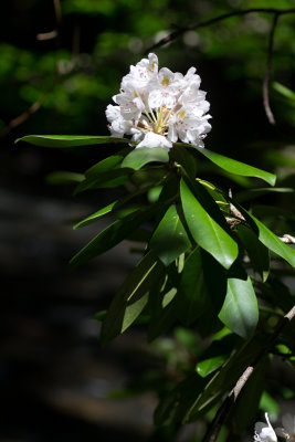 Great Rhododendron (Rhododendron maximum)