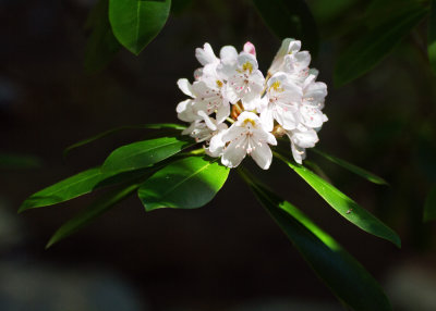 Great Rhododendron (Rhododendron maximum)