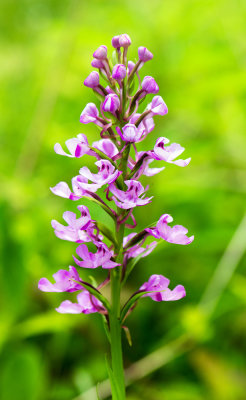 Fringeless Purple Orchid (Platanthera peramoena) 