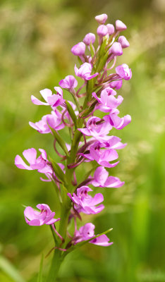 Fringeless Purple Orchid (Platanthera peramoena) 